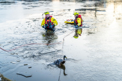 Loop-eend-op-het-ijs-Meedensingel-Appingedam_4411