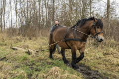 Paarden-stammen-slepen-Biessum_1035