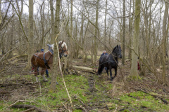 Paarden-stammen-slepen-Biessum_1074