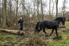 Paarden-stammen-slepen-Biessum_1090