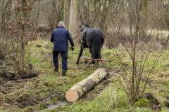 Paarden-stammen-slepen-Biessum_1107