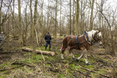 Paarden-stammen-slepen-Biessum_1114