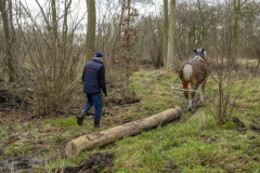 Paarden-stammen-slepen-Biessum_1145