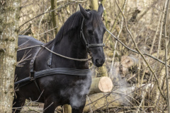 Paarden-stammen-slepen-Biessum_1190