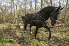 Paarden-stammen-slepen-Biessum_1245