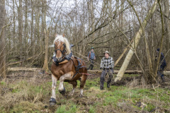 Paarden-stammen-slepen-Biessum_1276