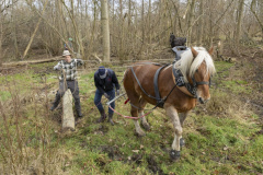 Paarden-stammen-slepen-Biessum_1330