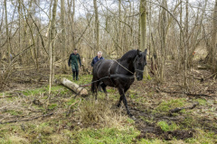 Paarden-stammen-slepen-Biessum_1375