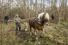 Paarden-stammen-slepen-Biessum_1392