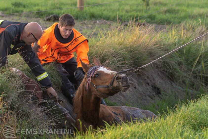 Brandweer Redt Paard Uit Sloot In Meedhuizen - Eemskrant.nl | Nieuws ...