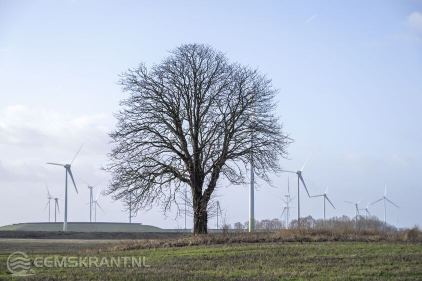 Bijzondere bomen in de documentaire ‘Lievelingsboom’ – Eemskrant.nl